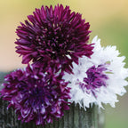 Burgundy Beauties Mix Cornflower
