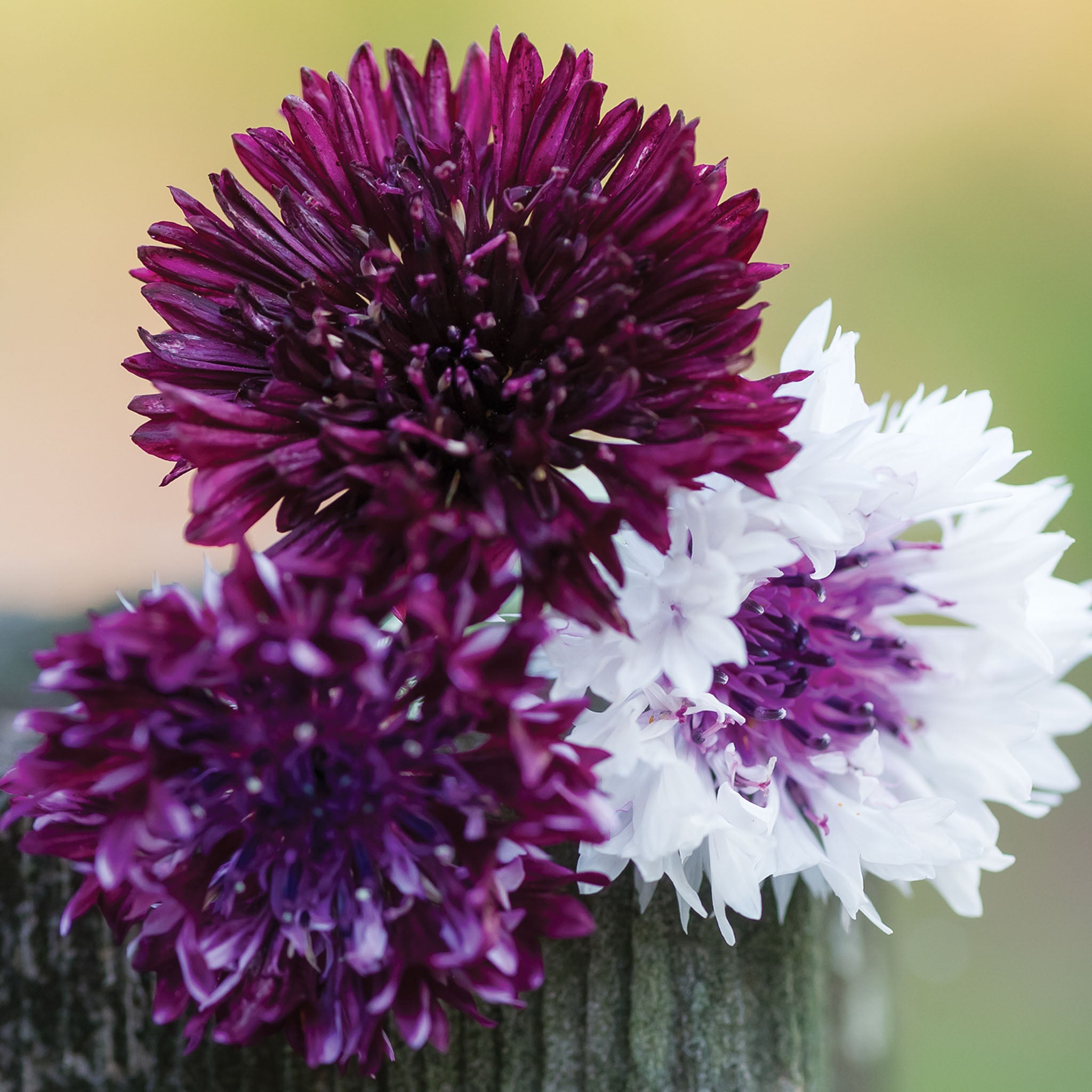 Burgundy Beauties Mix Cornflower