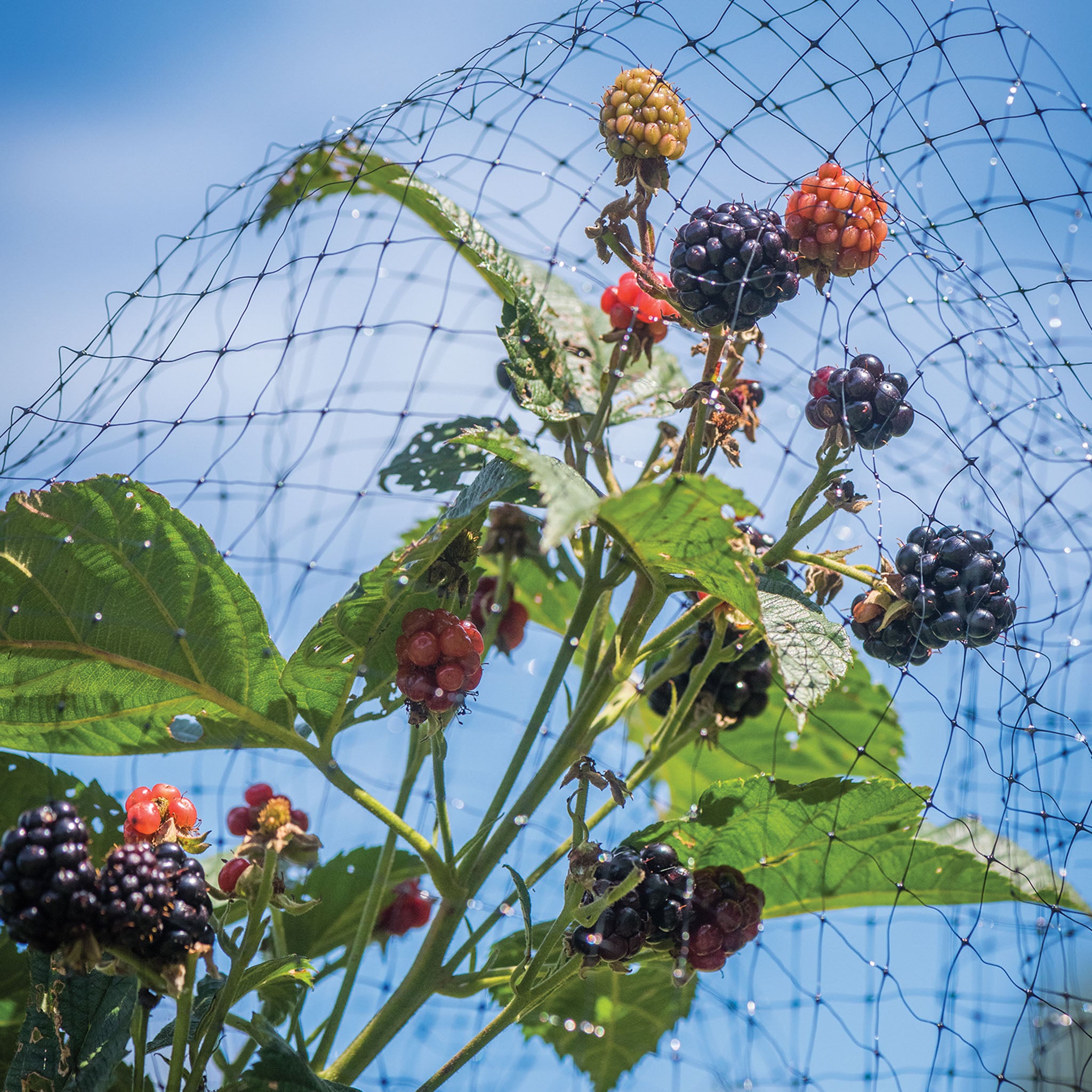 Bird-X Protective Netting for Fruits & Vegetables