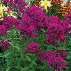 Kirchenfuerst Phlox Paniculata Bare Root