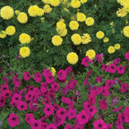 Wave® Purple Petunia