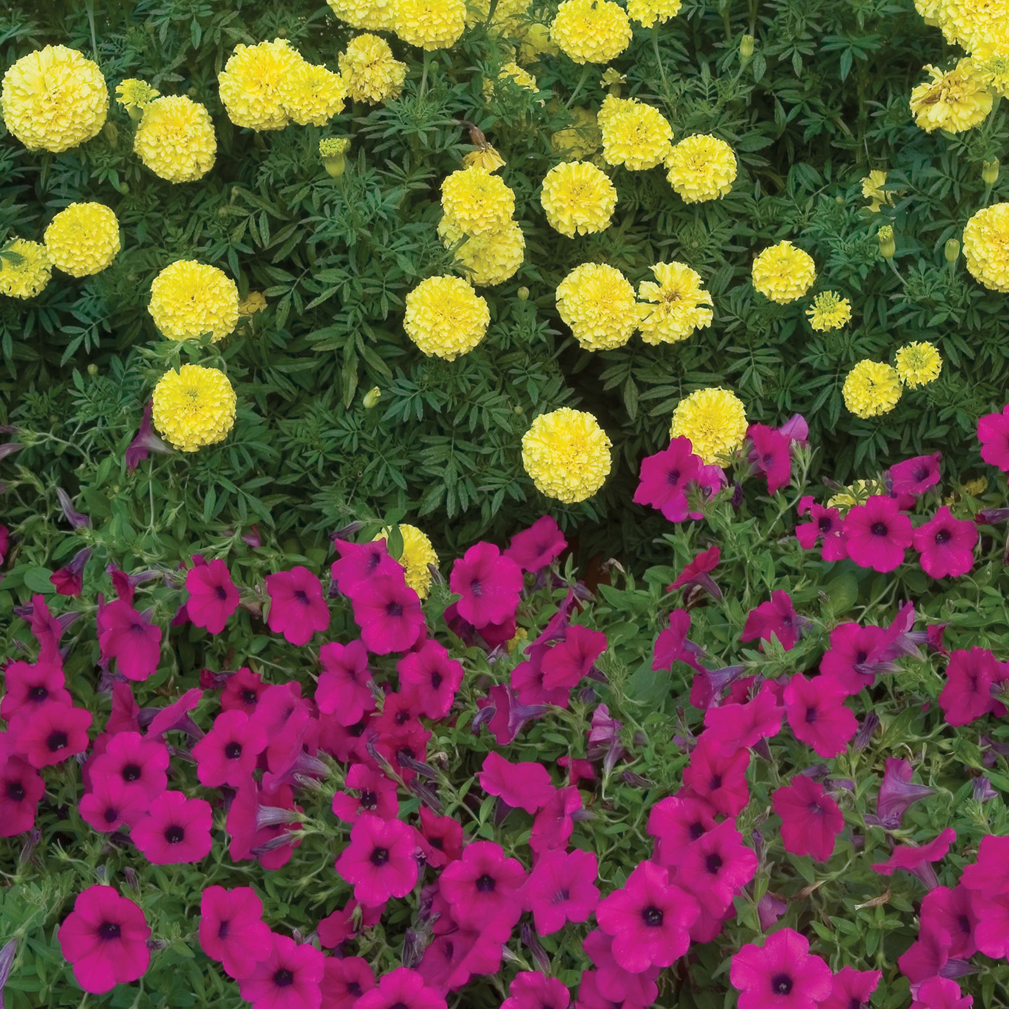 Wave® Purple Petunia