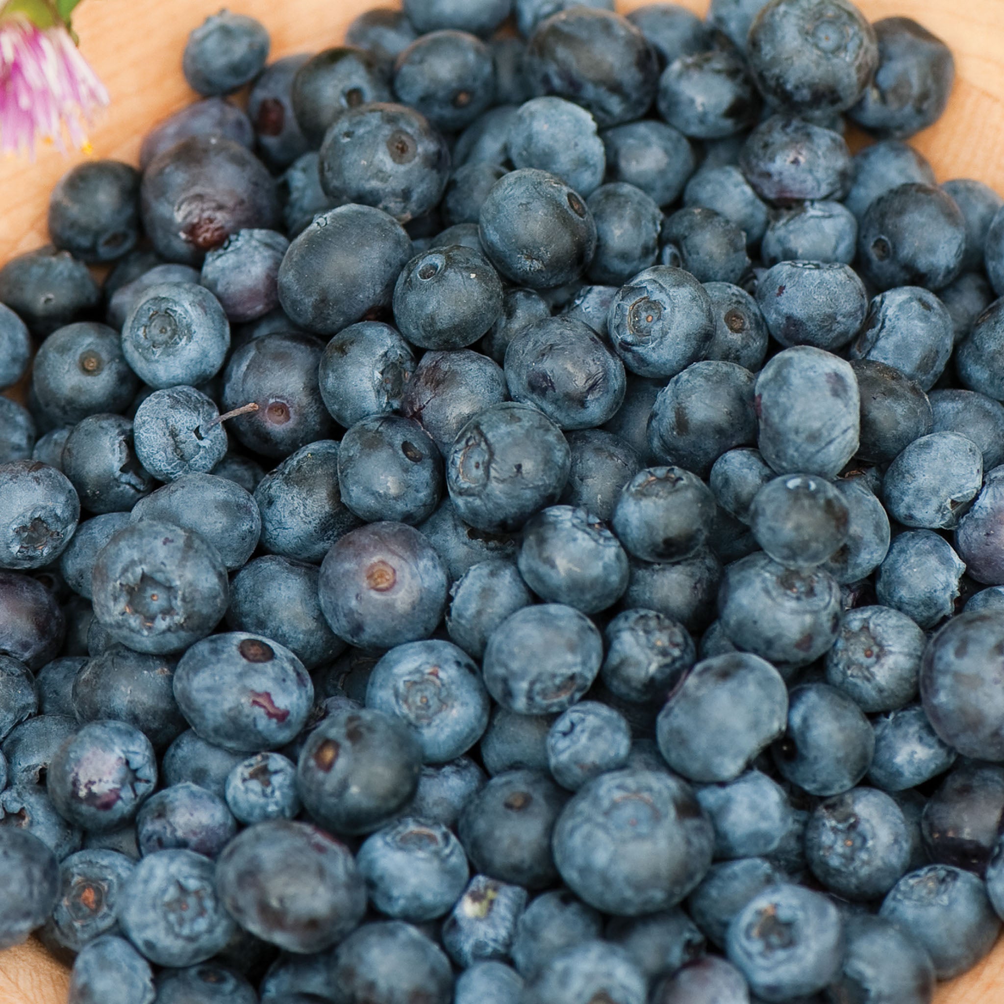 Duke Blueberry