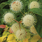Sugar Shack Cephalanthus Occidentalis (Buttonbush)