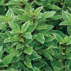 Pesto Perpetuo Basil