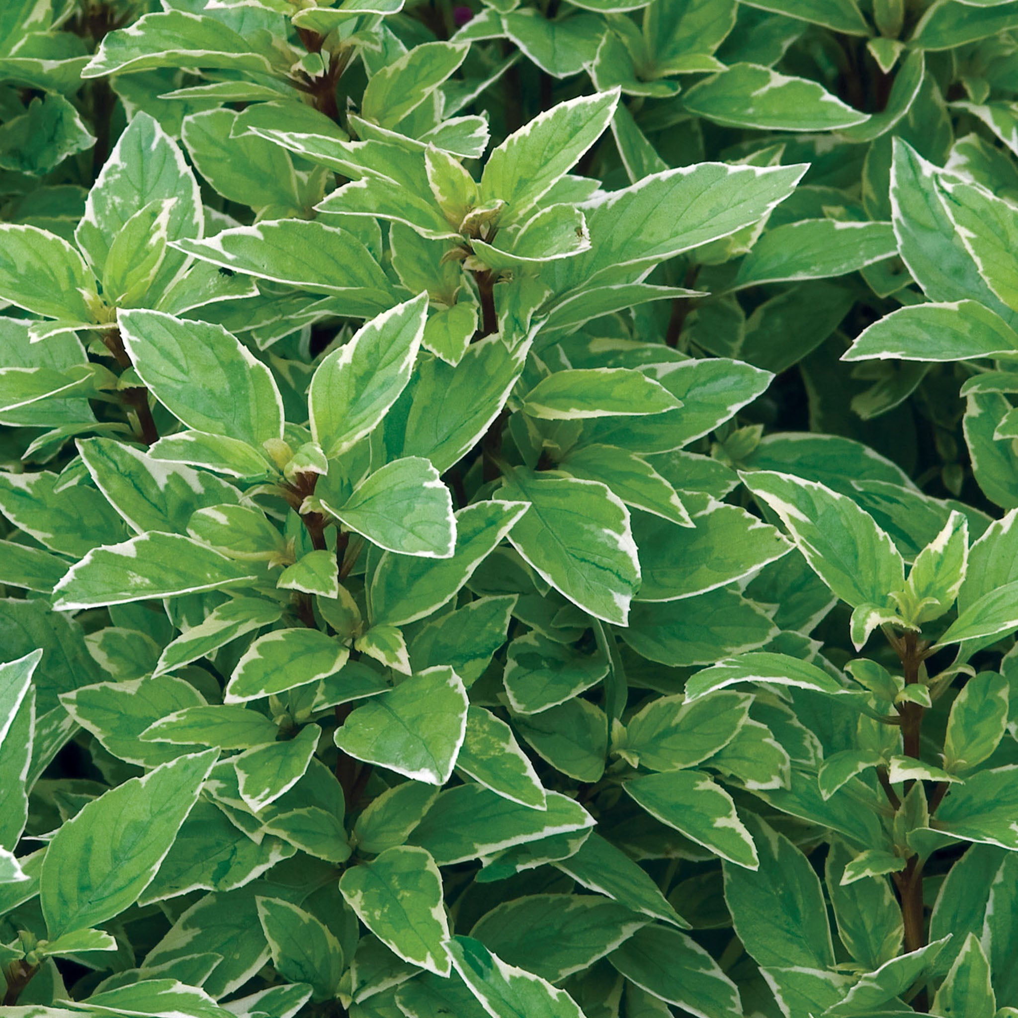 Pesto Perpetuo Basil