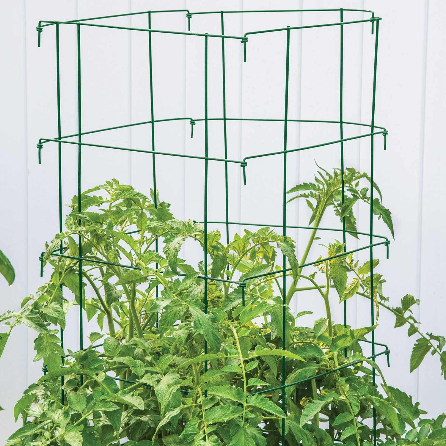 Pro Series Cage - Green