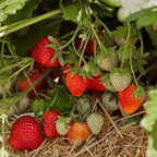 Honeoye Strawberry Bare Root