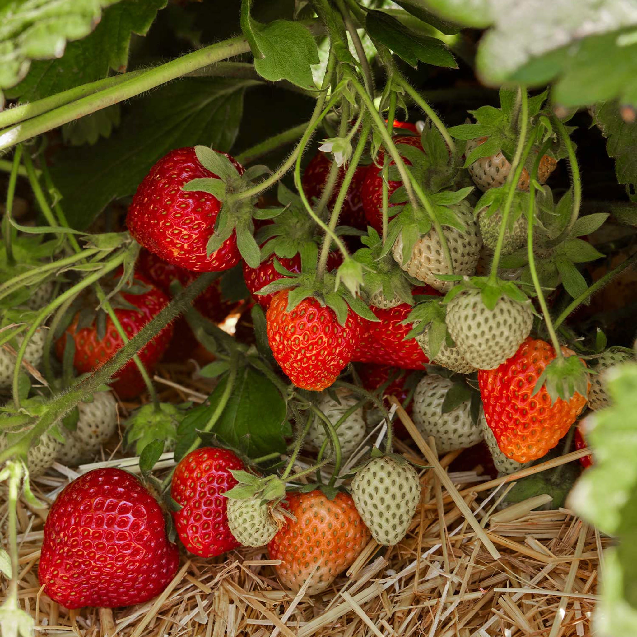 Honeoye Strawberry Bare Root