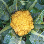 Flame Star Cauliflower