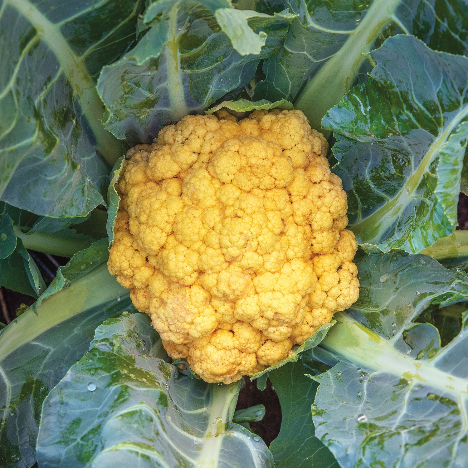 Flame Star Cauliflower