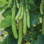 Green Knight Eggplant