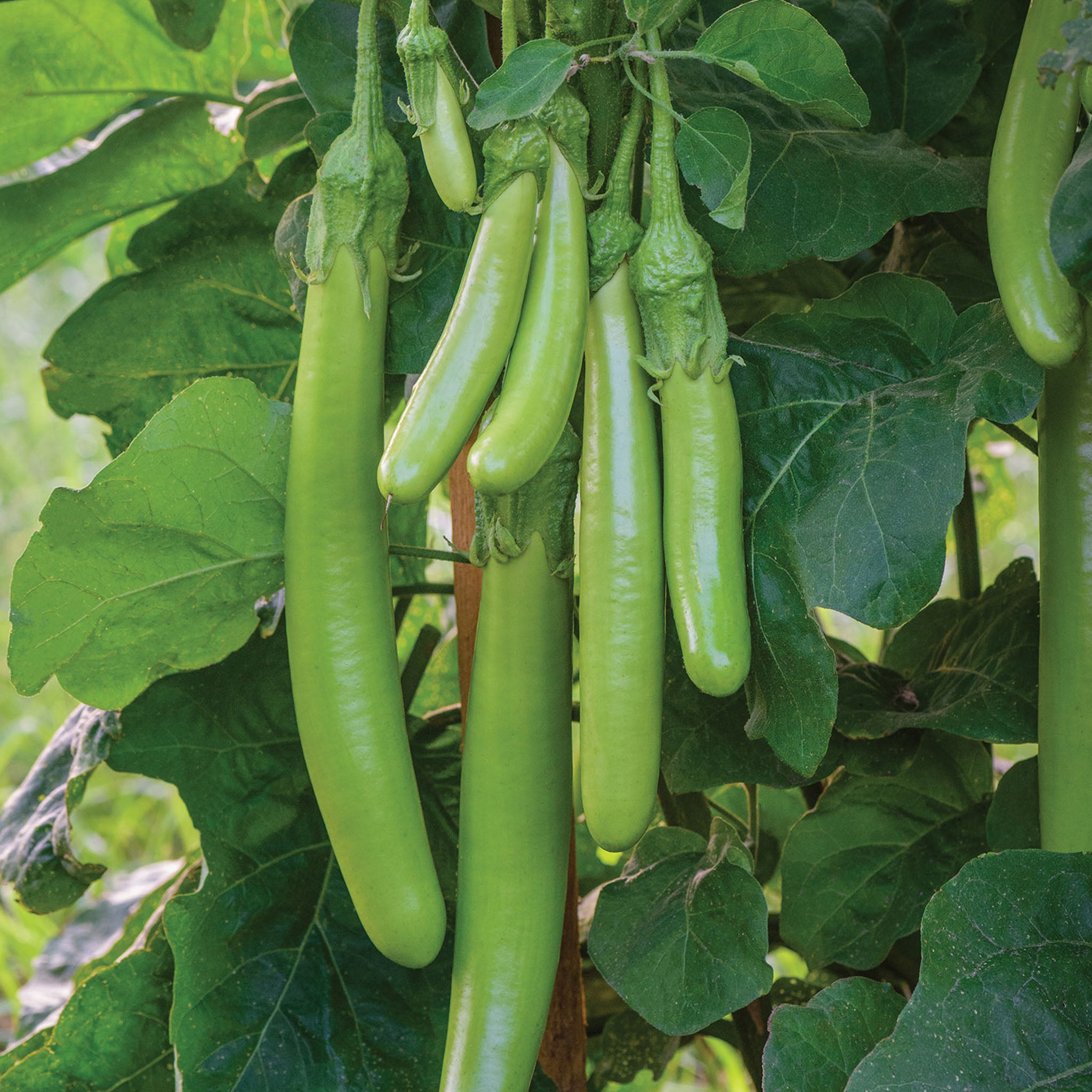 Green Knight Eggplant
