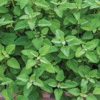 Mandarina Lemon Balm