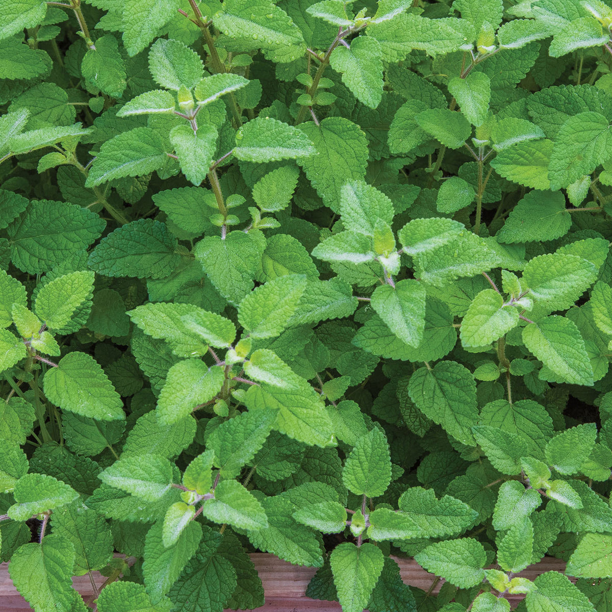 Mandarina Lemon Balm