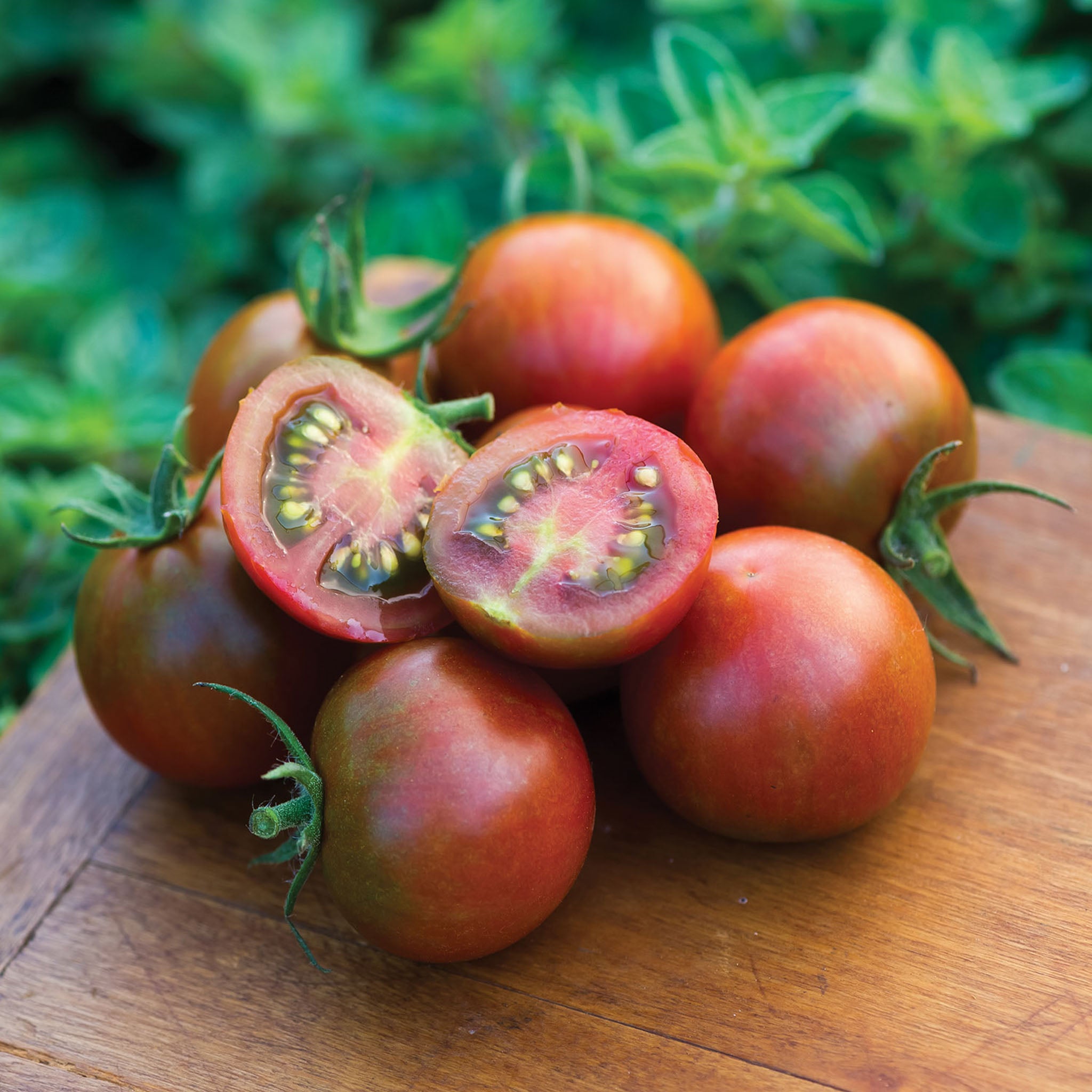 Sunchocola Tomato