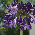 Black Pantha Agapanthus Orientalis