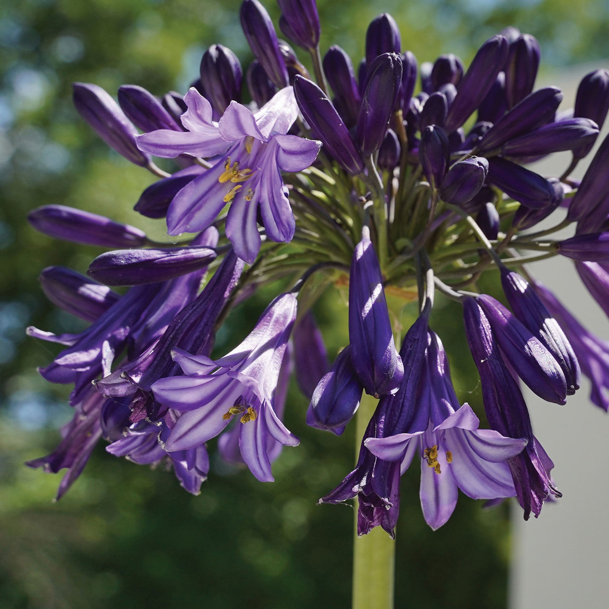 Black Pantha Agapanthus Orientalis