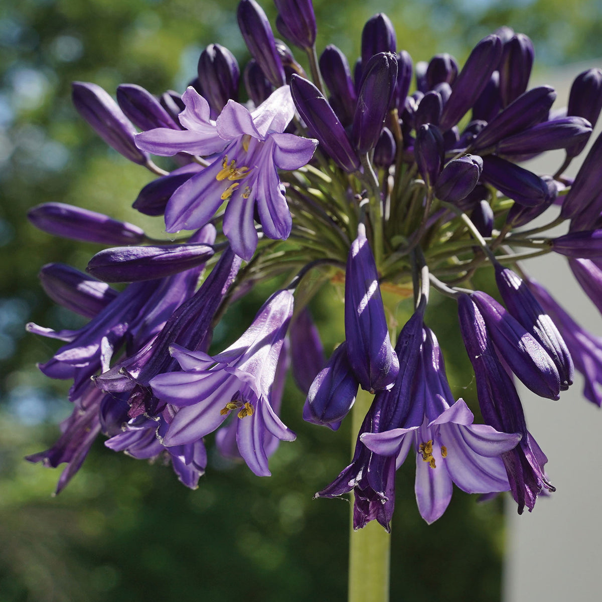 Black Pantha Agapanthus Orientalis