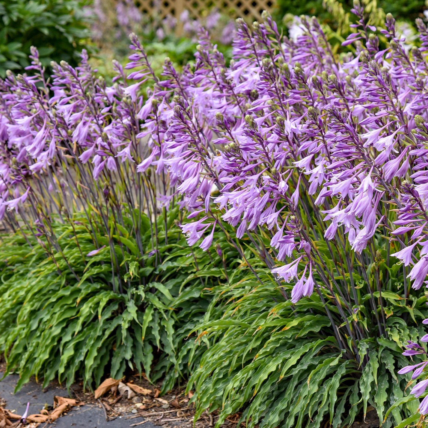 Silly String Hosta Bare Roots