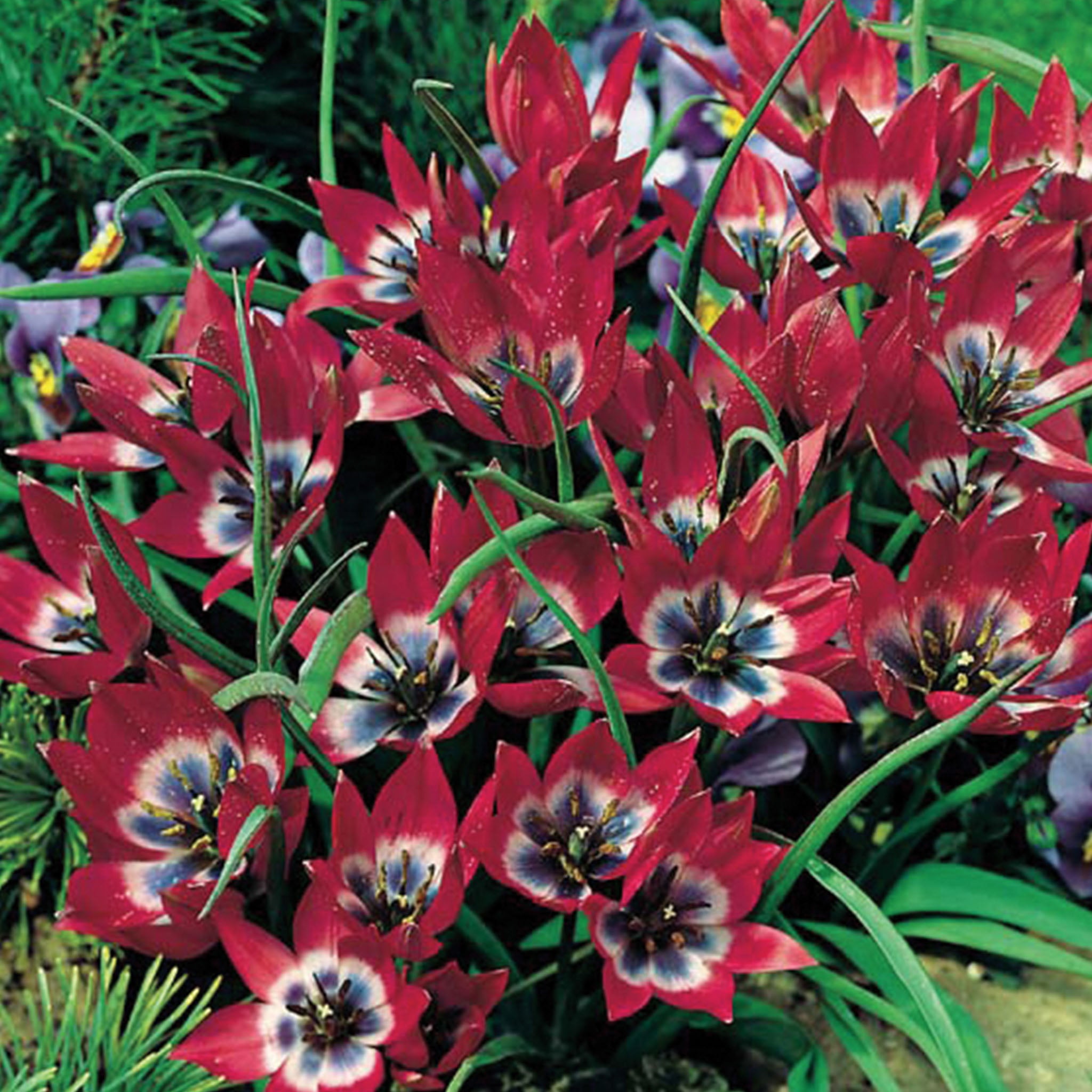 Little Beauty Tulip Bulbs