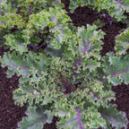 Scarlet Kale