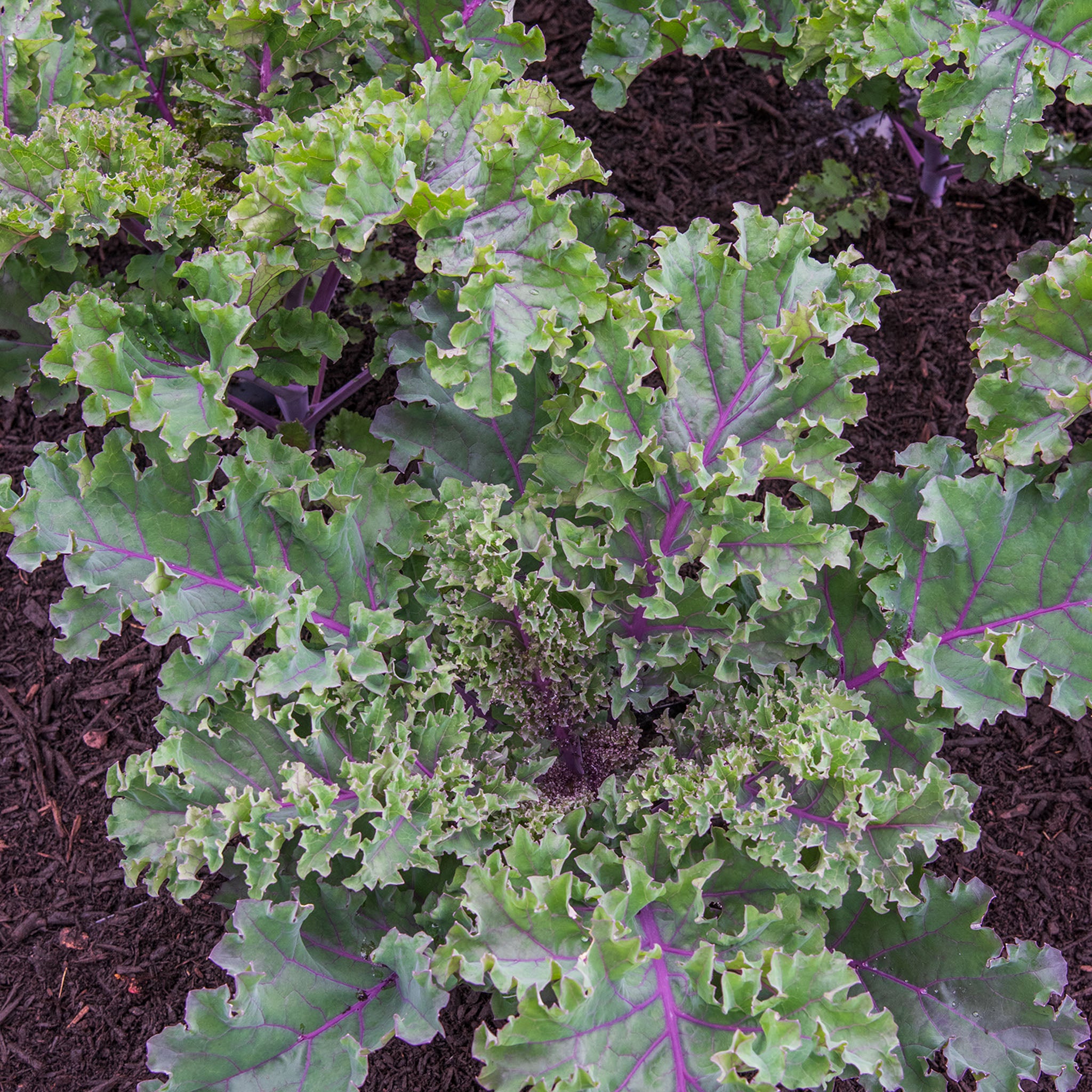 Scarlet Kale