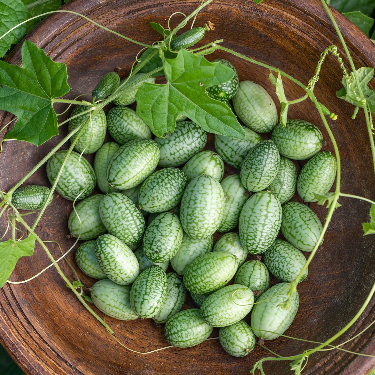 Mexican Sour Gherkin Cucumber