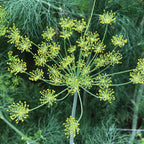Elephant Dill