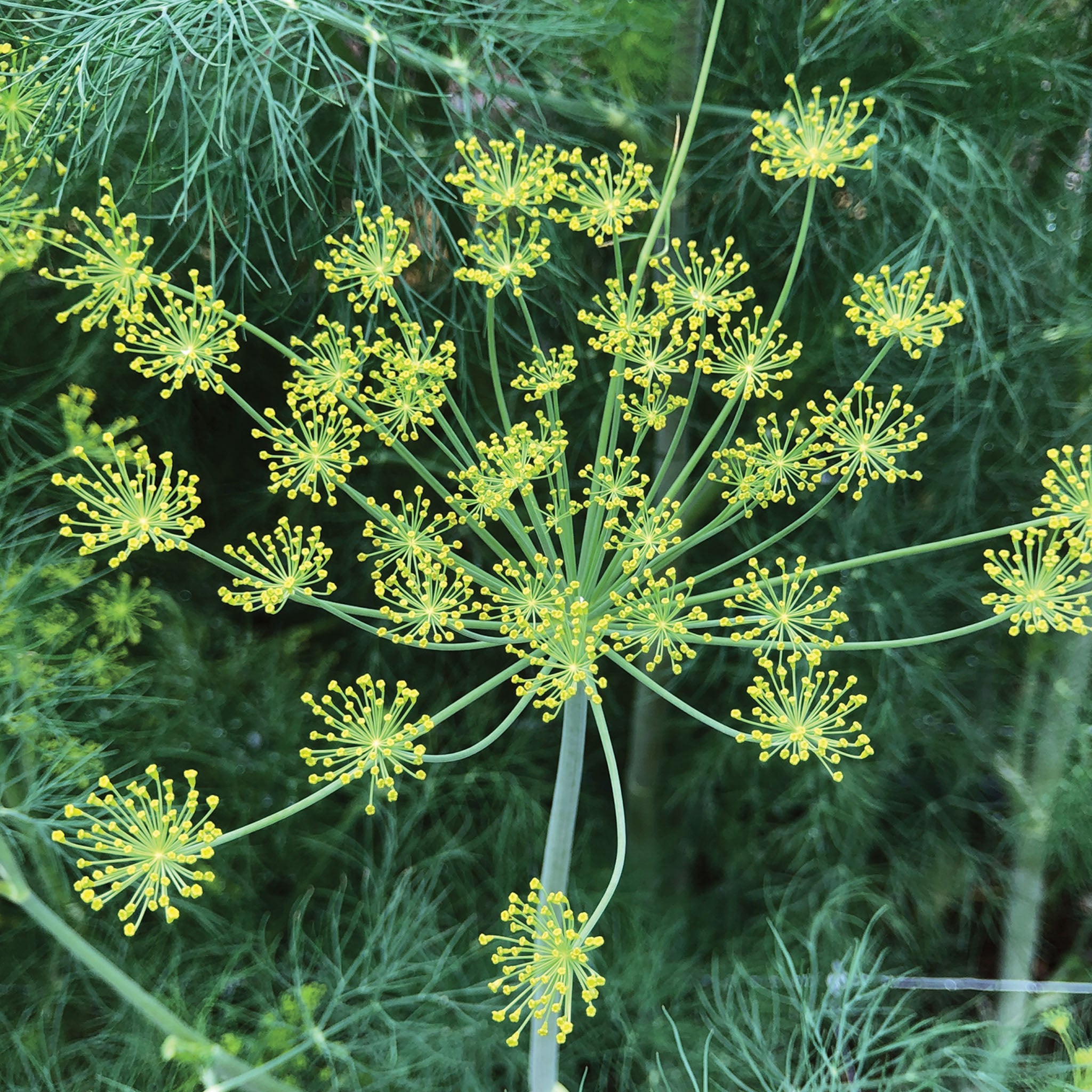 Elephant Dill