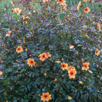 Mystic Spirit Dahlia