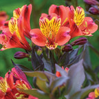 Indian Summer Alstroemeria