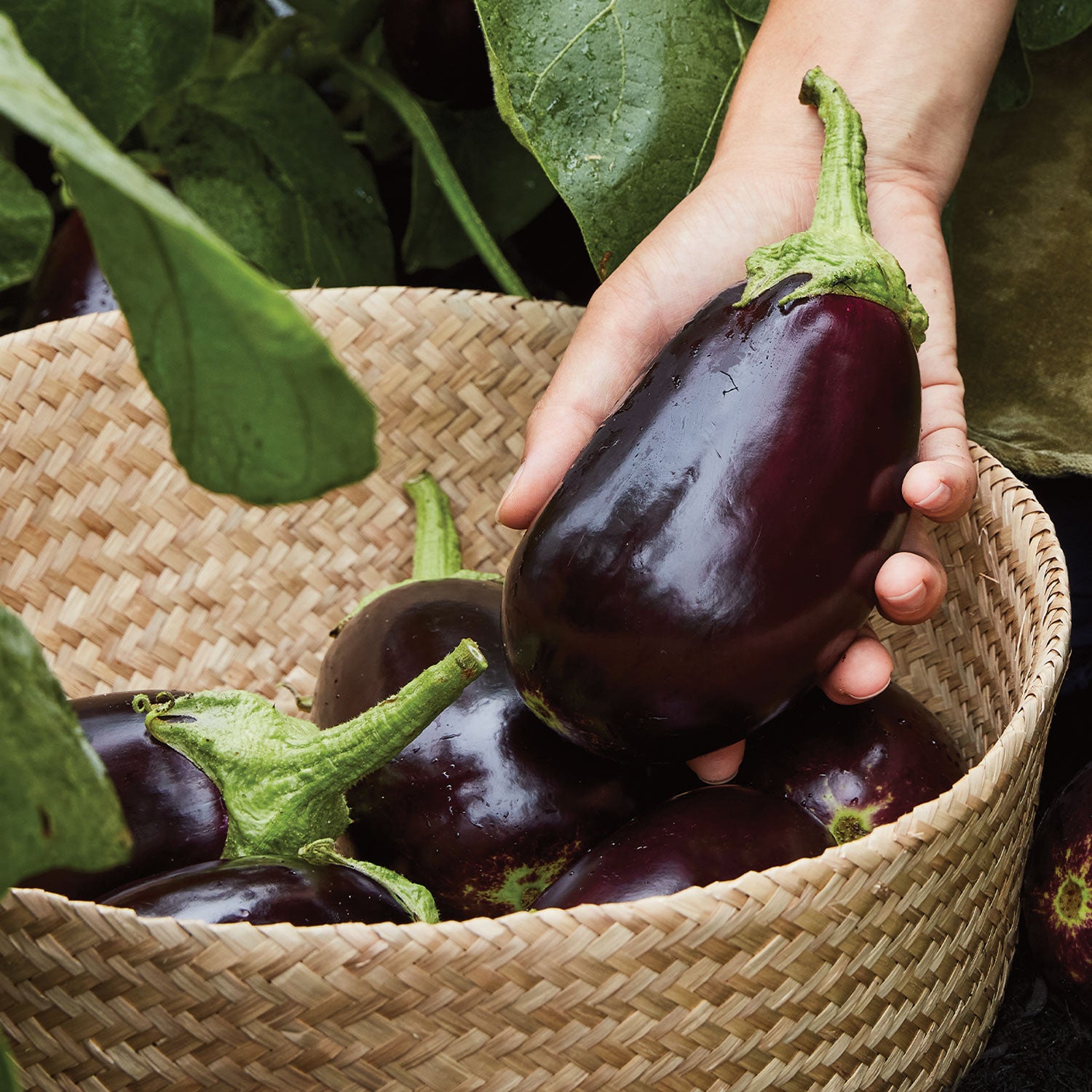 Midnight Moon Eggplant