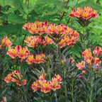 Indian Summer Alstroemeria