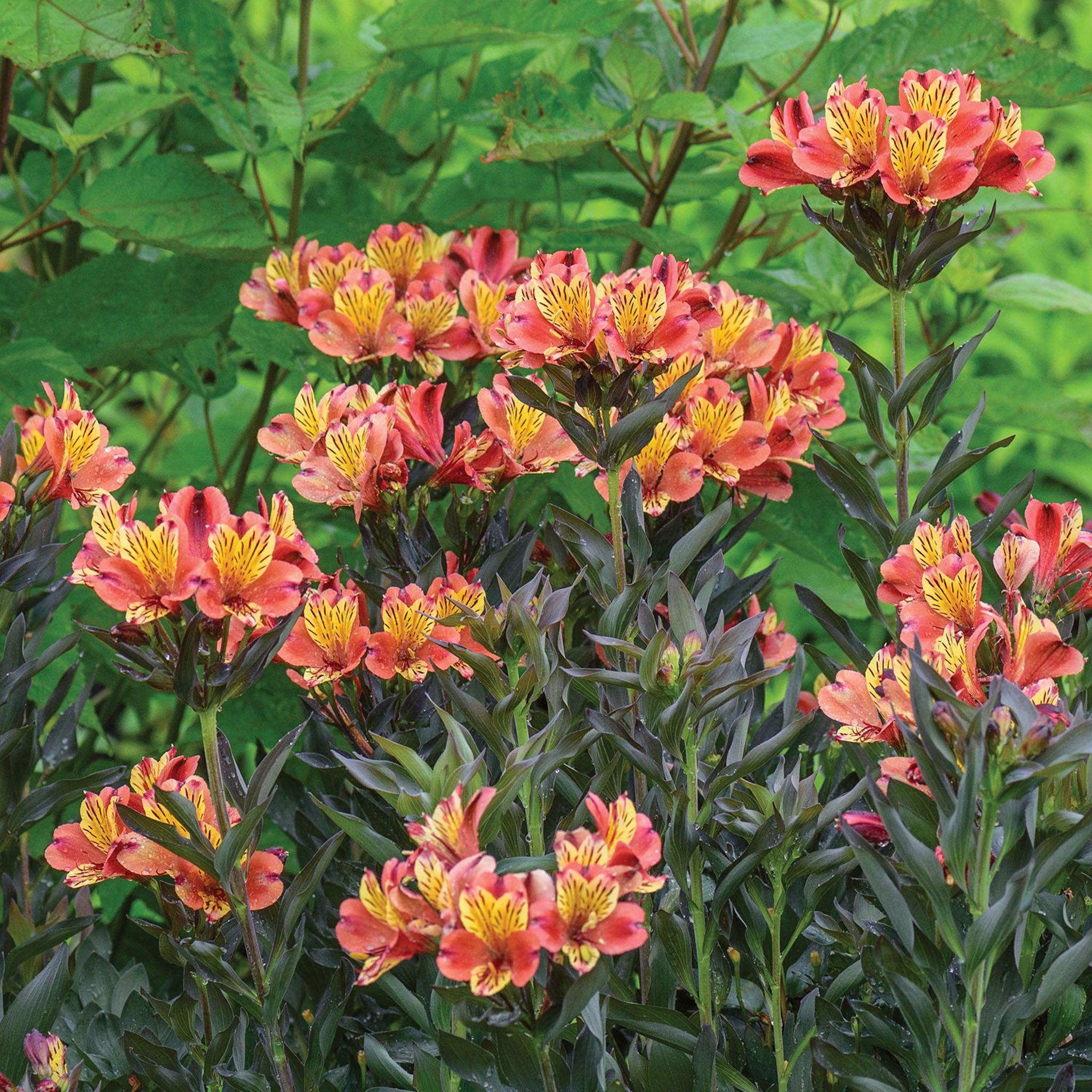 Indian Summer Alstroemeria