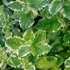 Pineapple Mint
