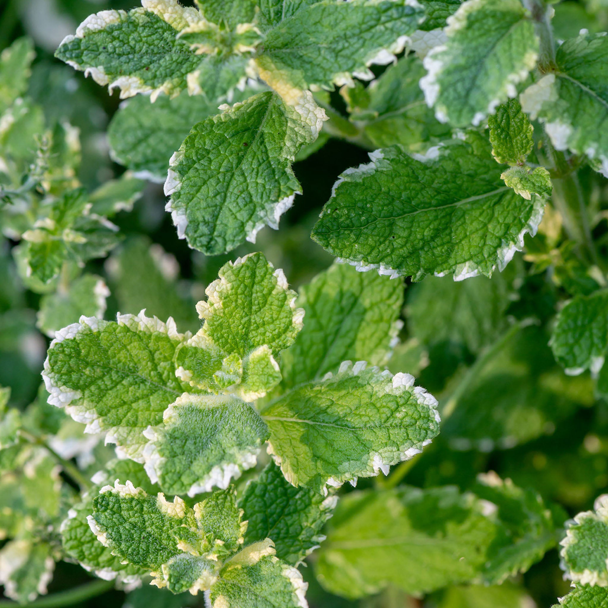Pineapple Mint
