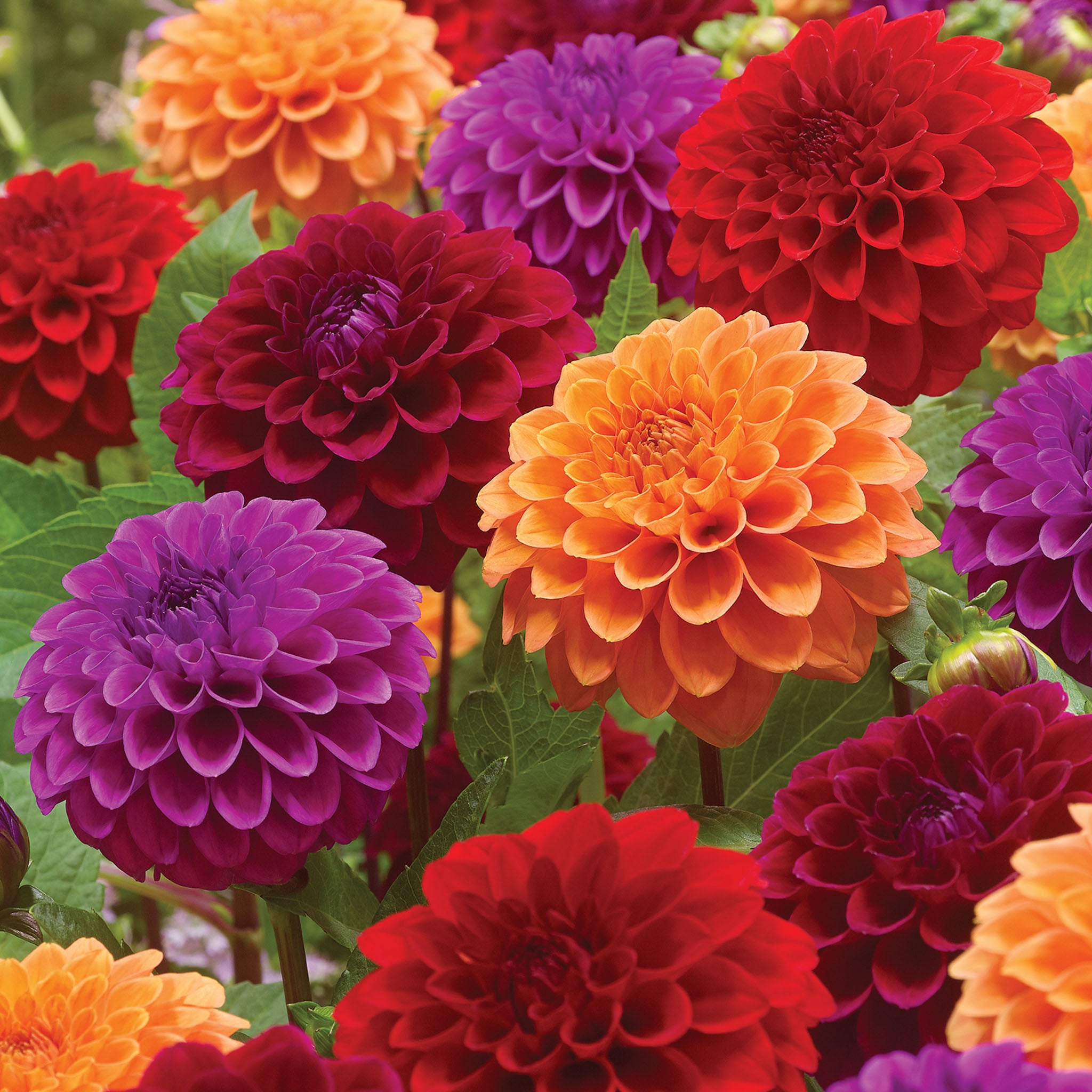 Summer Tango Collection Dahlia Tubers