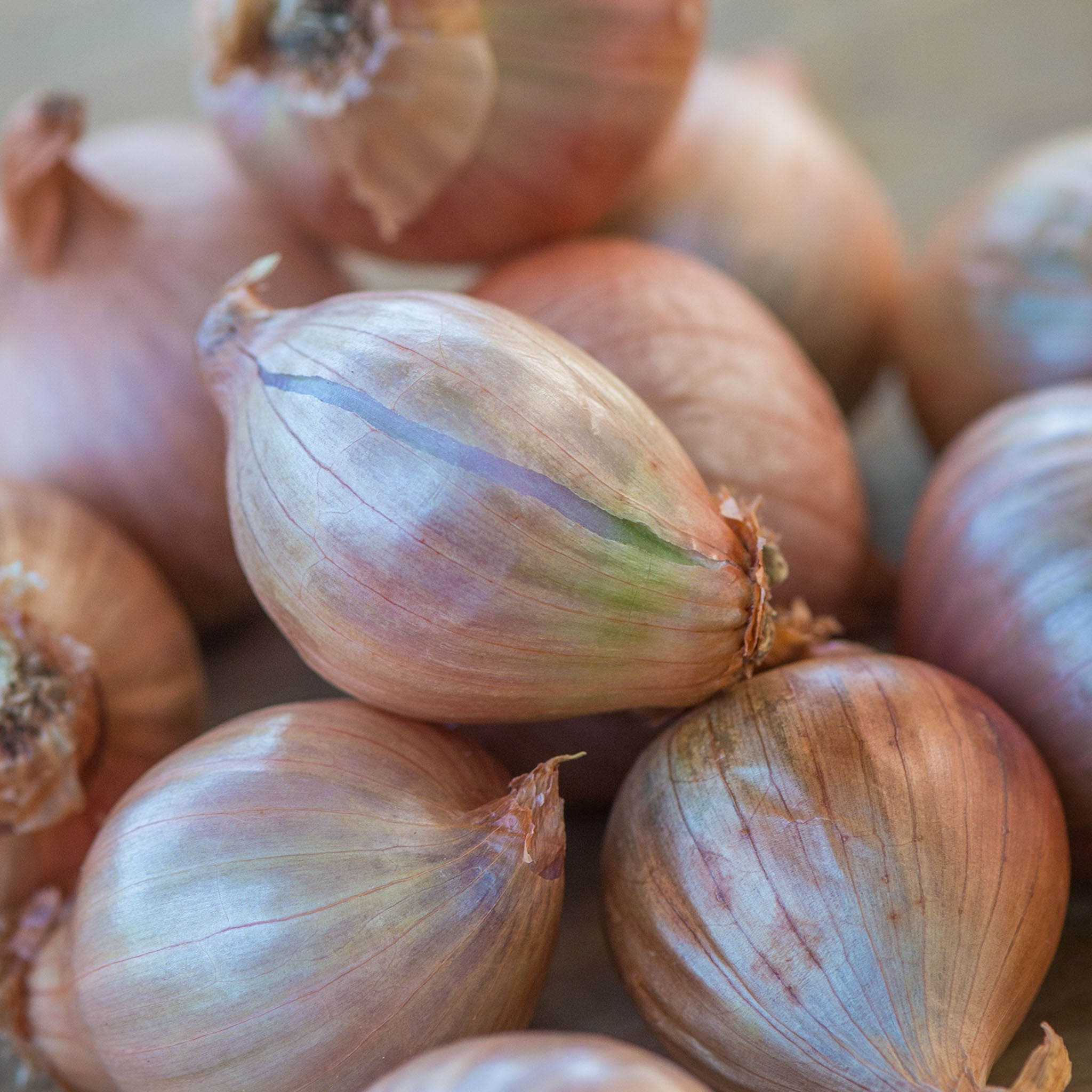 French Red Shallots Bulbs