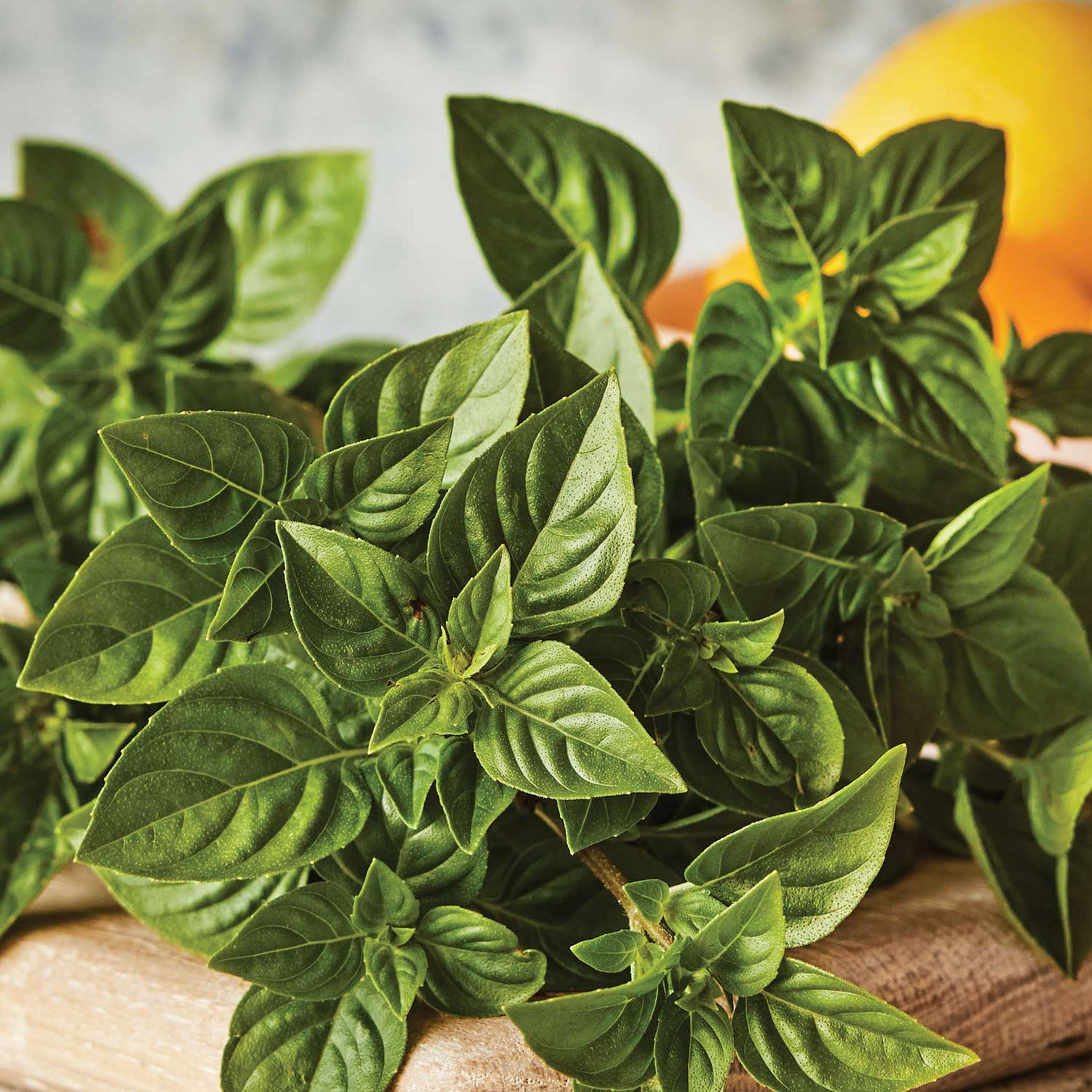 Limoncello Lemon Scented Basil