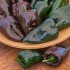 Poblano (Ancho) Hot Pepper
