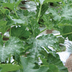 Silver Mulch