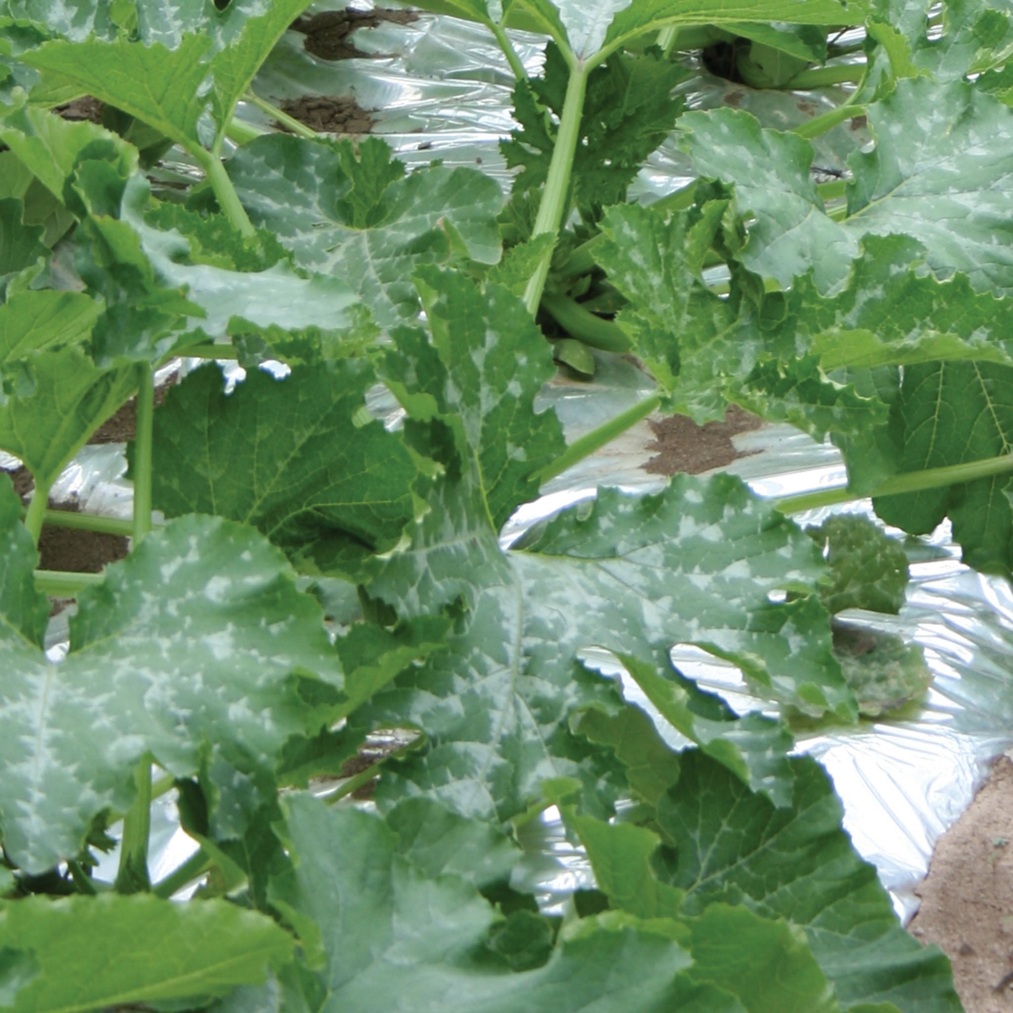 Silver Mulch