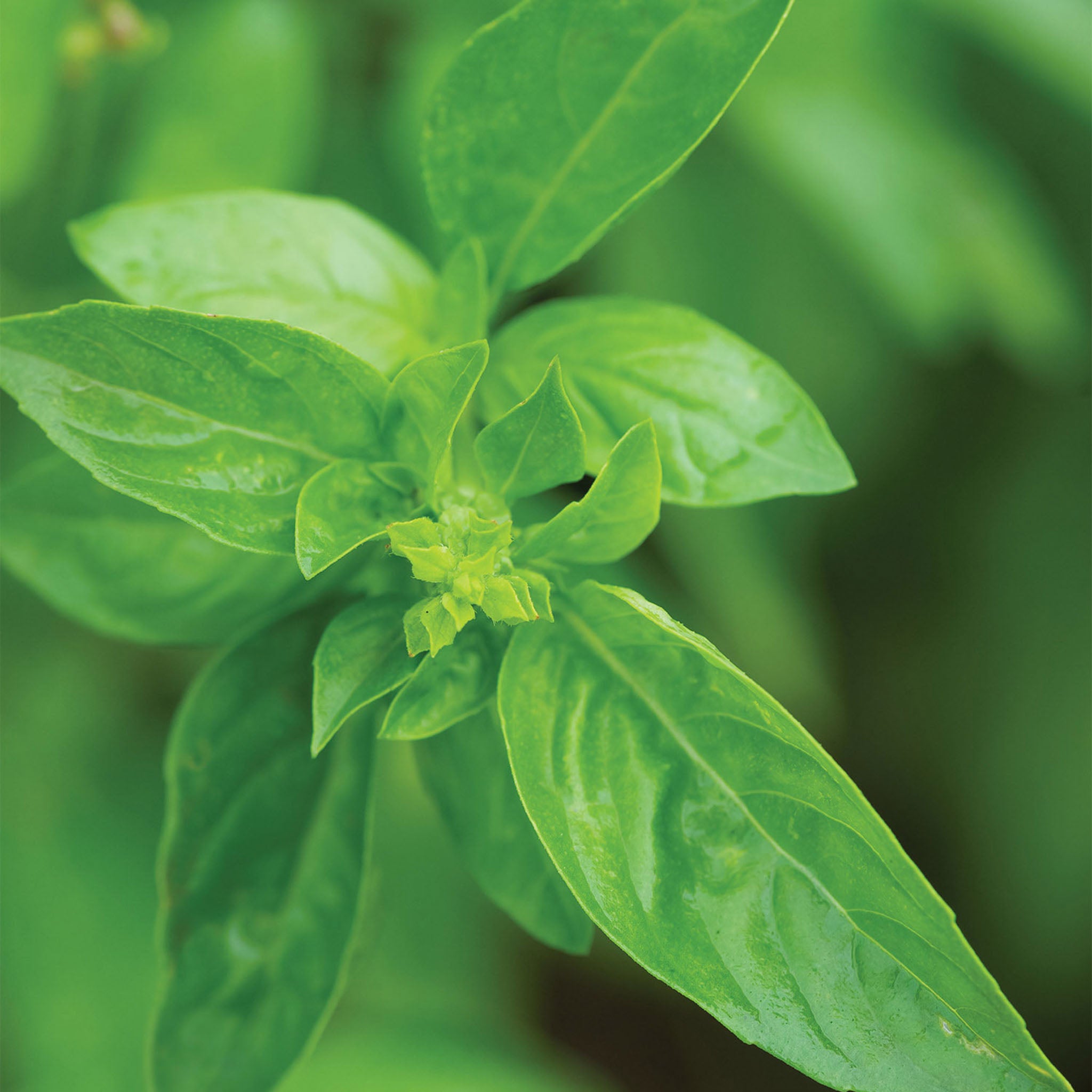 Genovese Basil