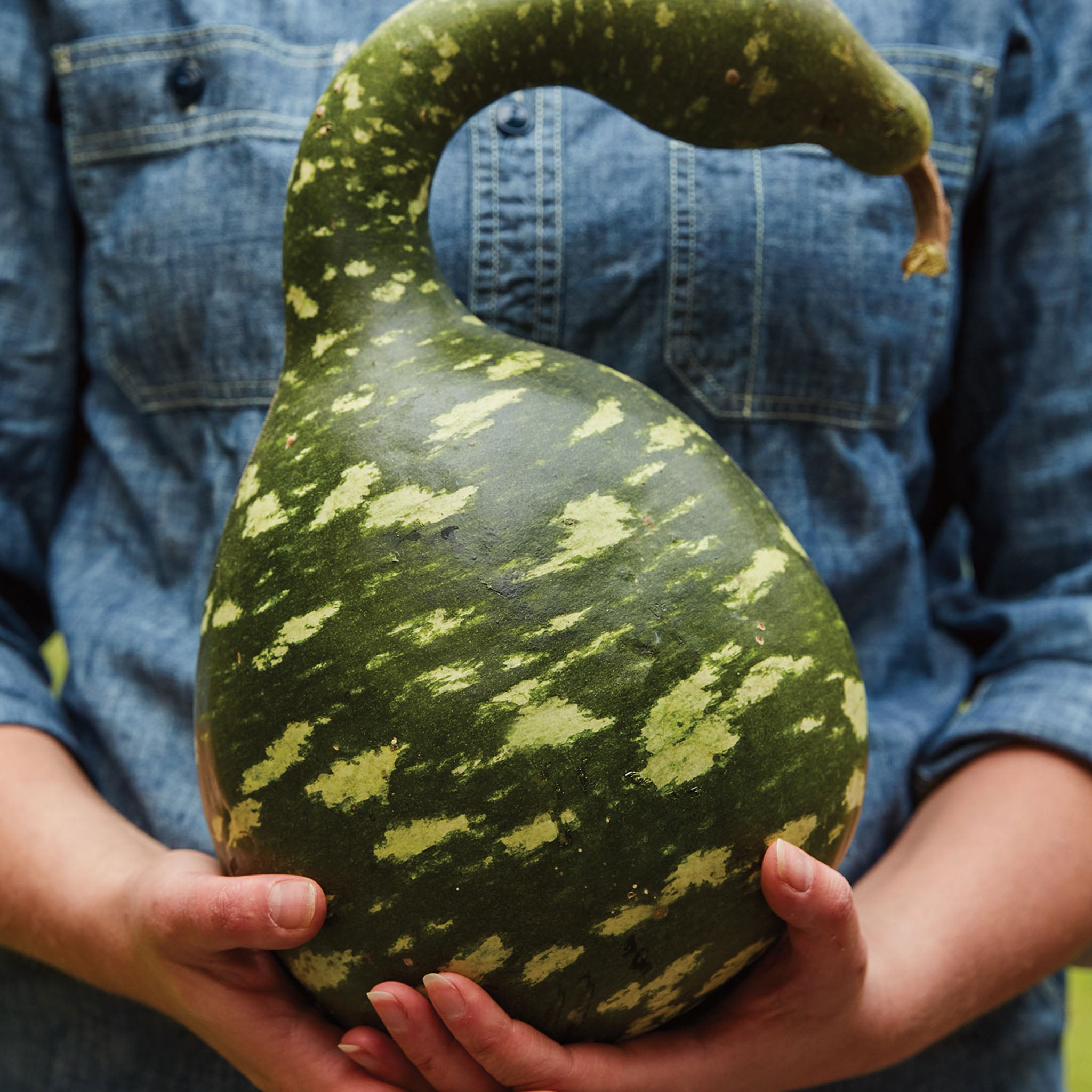 Speckled Swan Gourd