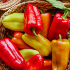 Gypsy Sweet Pepper