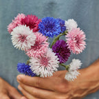 Tall Double Mixed Colors Cornflower