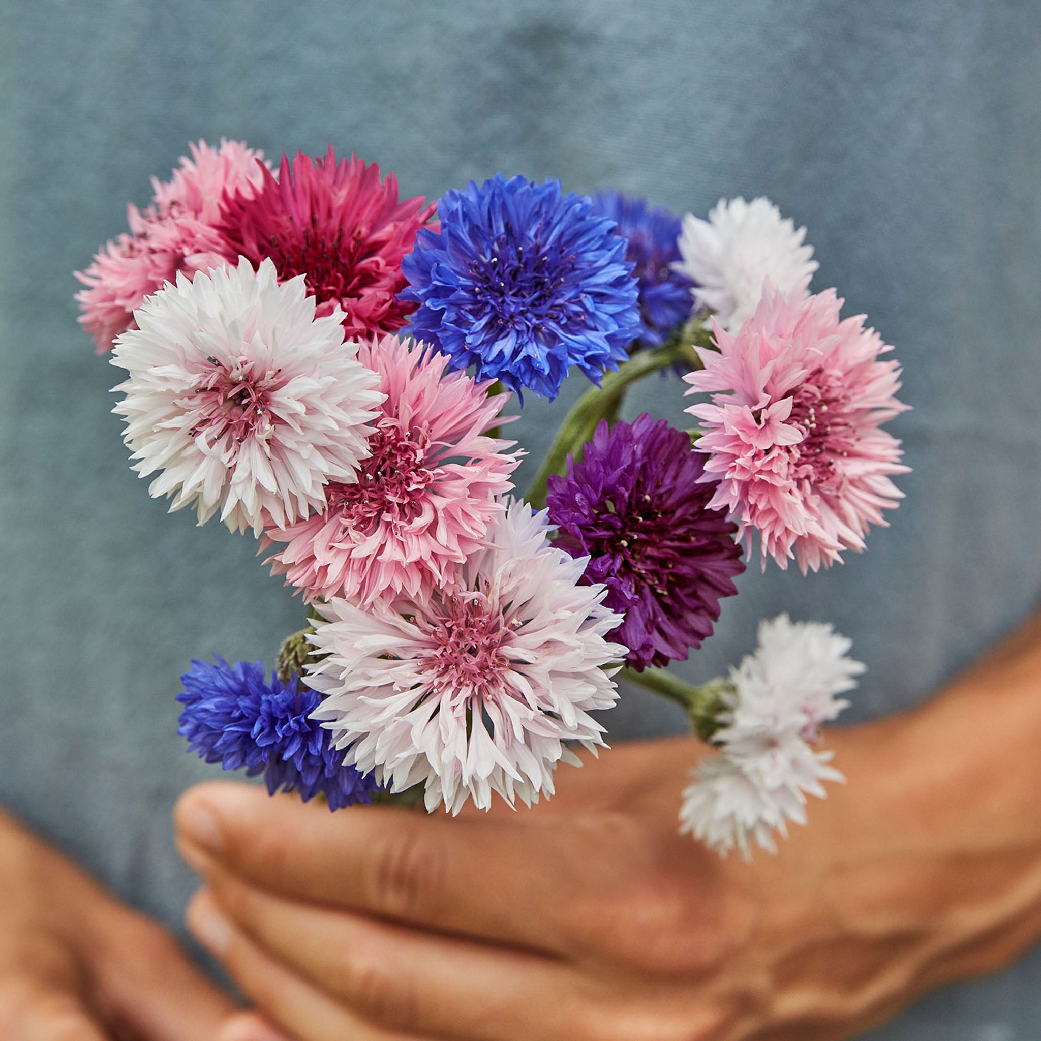 Tall Double Mixed Colors Cornflower