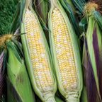 Picasso Corn