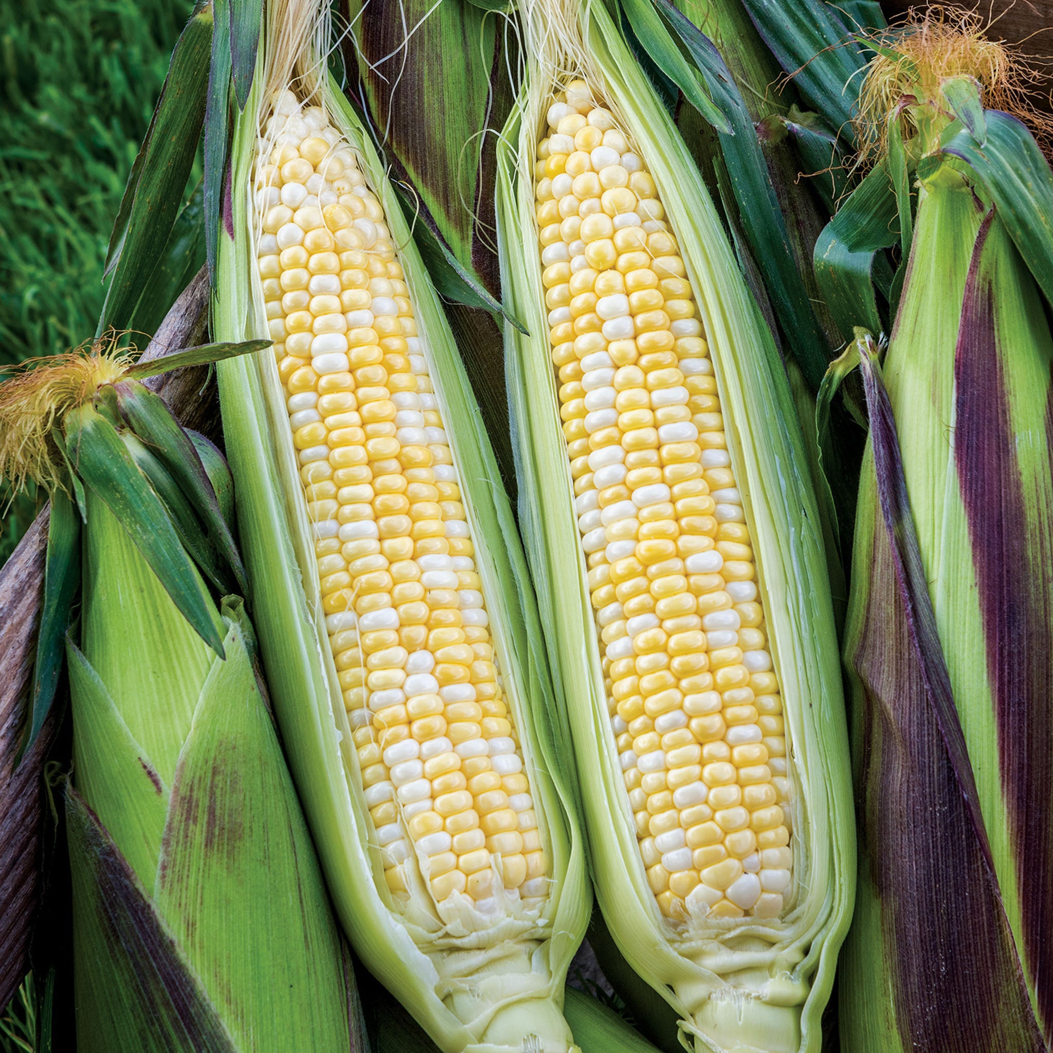 Picasso Corn